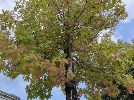 街路樹 街路樹 プラタナスの木,紅葉,落ち葉の写真素材