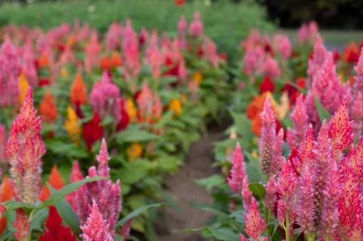 ケイトウの花畑 ケイトウの花畑の写真