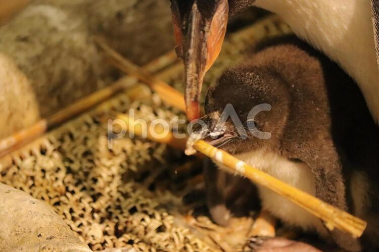 巣作りごっこするペンギンのヒナ ペンギンのヒナ,イワトビペンギンのヒナ,巣作りごっこの写真素材