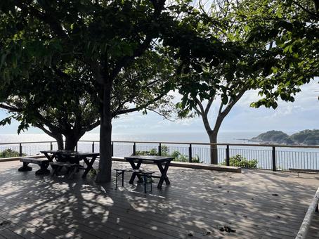 大きな木と海岸 空,晴れ,青空の写真素材