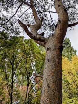 晩秋の樹木①の写真