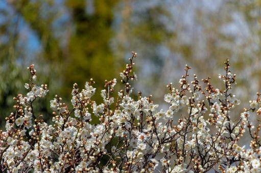 満開の白梅が咲き誇る春の風景 白梅,梅,花の写真素材