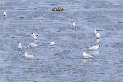 干潟のユリカモメ2(田原市) 干潟のユリカモメ2(田原市) ユリカモメ,野鳥,汐川干潟の写真素材