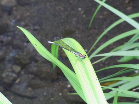 小川の水草に止まるニホンカワラトンボ 小川の水草に止まるニホンカワラトンボ ニホンカワラトンボ,トンボ,ムシの写真素材