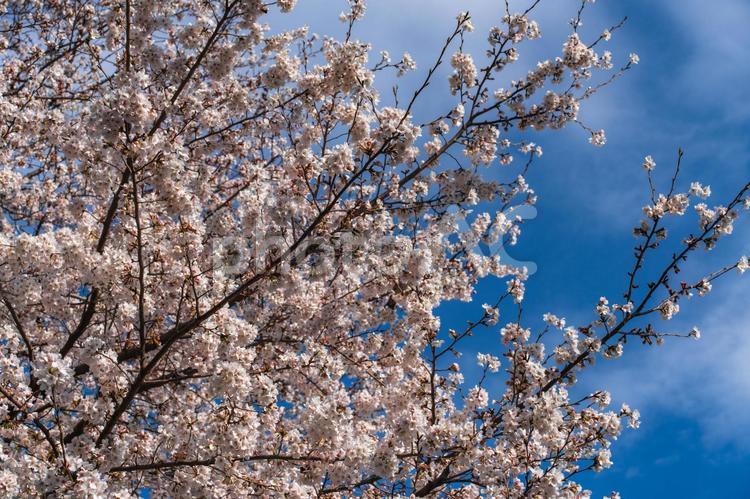 満開の桜と青空の春風景 桜,花見,春の写真素材