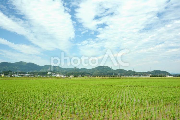田植えが終わった水田の風景 田んぼ,田,水田の写真素材