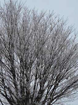 樹氷 樹氷の写真