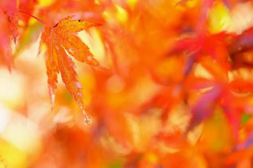 もみじ紅葉の写真