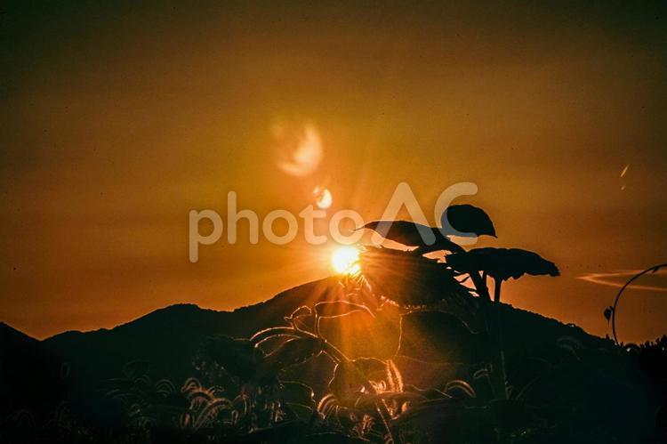 ＜風景＞枯れ始めた秋のヒマワリ畑の景色 ひまわり,夏,秋の写真素材