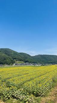 ひまわり畑 ひまわり,向日葵,背景の写真素材