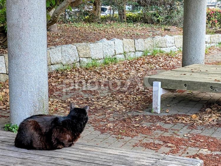 海浜幕張公園のベンチで寝る野良猫 動物,生物,猫の写真素材