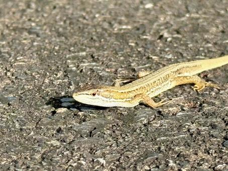 かわいいカナヘビ かわいいカナヘビの写真