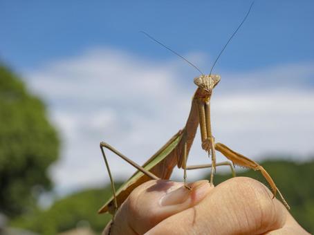 夏の空とカマキリくん 夏の空,カマキリ,かわいいの写真素材