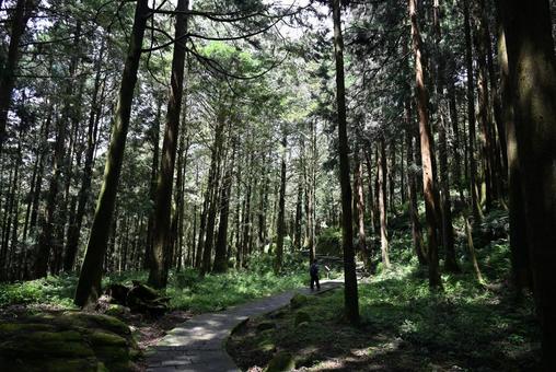 台湾 阿里山 国家森林遊楽区 台湾 阿里山 国家森林遊楽区の写真