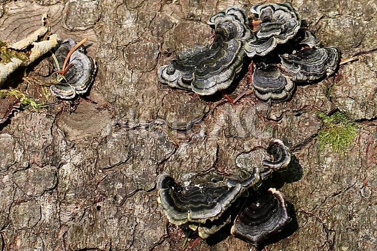 キノコ？ 戸隠高原,自然,キノコの写真素材