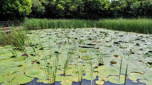 水元公園のオニバス池&緑の草木(葛飾区) 水元公園のオニバス池&緑の草木(葛飾区)の写真