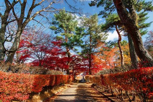 紅葉 紅葉の写真