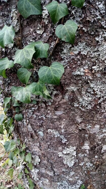 古木の木肌とアイビー 木肌,古木,葉の写真素材