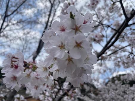 桜 桜の写真