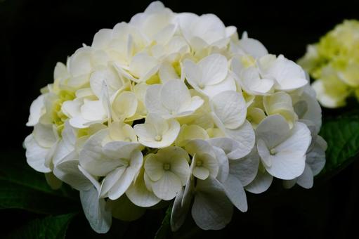 白いアジサイの花 白いアジサイの花の写真