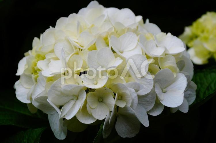 白いアジサイの花 紫陽花,植物,6月の写真素材