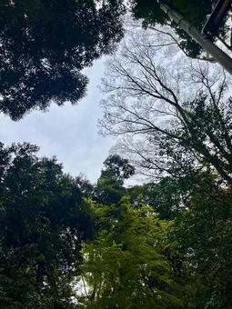 自然を感じる木々と空の景色 自然を感じる木々と空の景色 自然,木,緑の写真素材