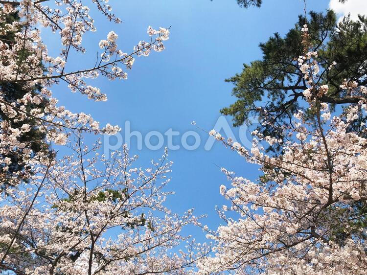 桜と松と空03 松,桜,空の写真素材