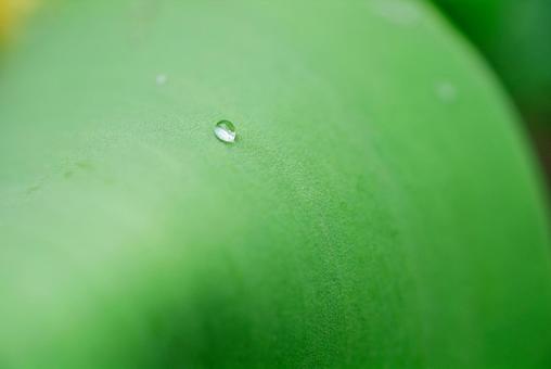 グリーンと水滴 グリーンと水滴の写真