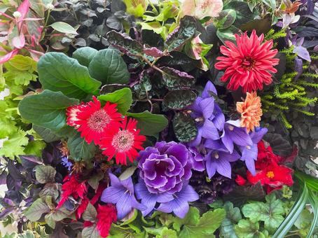 緑の葉に映える色とりどりの花々の寄せ植え 緑の葉に映える色とりどりの花々の寄せ植えの写真