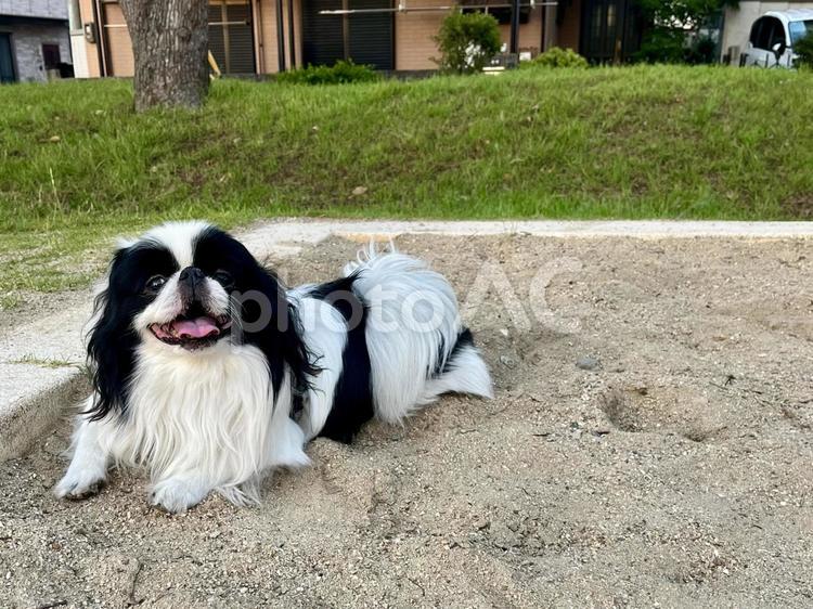 砂場の狆　笑顔 砂場,狆,モデル犬の写真素材