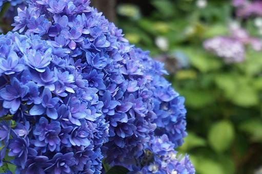 きれいな紫陽花 きれいな紫陽花の写真