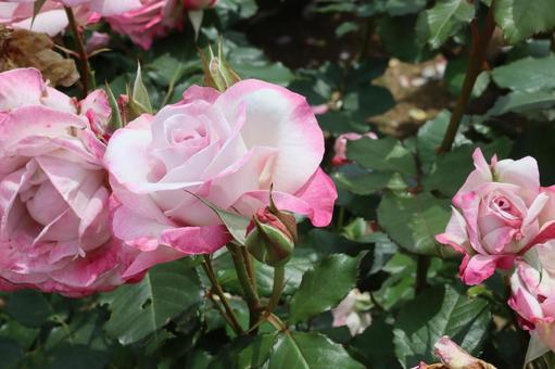 バラ園できれいな色の薔薇を撮りました バラ園できれいな色の薔薇を撮りました 花,薔薇,自然の写真素材