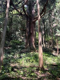 Photo, millennium cedar (cryptomeria japonica d. d.), fir, big trees, 
