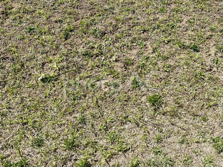 まばらに草が生えた地面 草,雑草,地面の写真素材