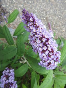 Photo, summer lilac, boodlea, butterfly bush, 