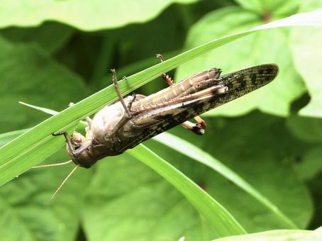 葉につかまり葉を食むバッタ 葉につかまり葉を食むバッタの写真