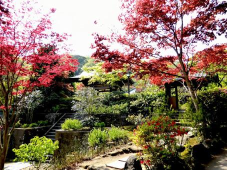 鎌倉・海蔵寺の4月でも紅葉の庭園 鎌倉・海蔵寺の4月でも紅葉の庭園の写真