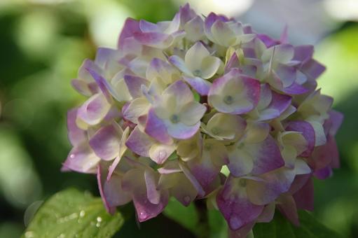 Pink hydrangea, JPG