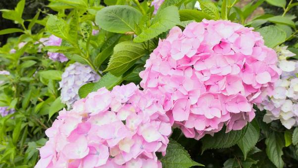 あじさいの花 あじさいの花の写真