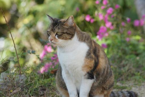 ねこ ねこ にゃんこ,可愛い,野良猫の写真素材