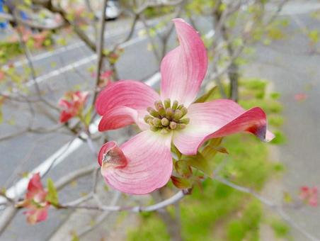 【花の写真】ハナミズキ 【花の写真】ハナミズキ ハナミズキ,花水木,植物の写真素材