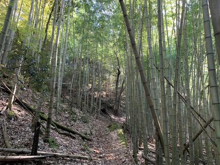 鎌刃城の竹林 竹林,鎌刃城,城址の写真素材