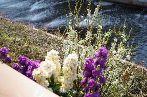 水辺に咲くピンク色の花 水辺に咲くピンク色の花の写真