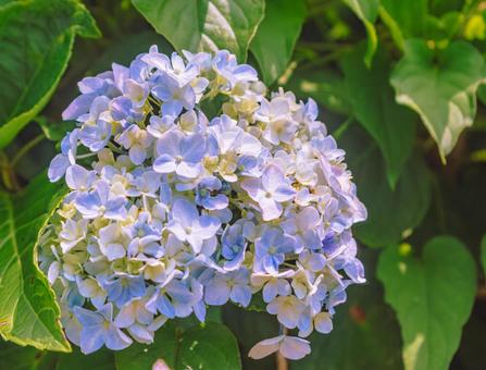 アジサイの花22 アジサイの花22の写真