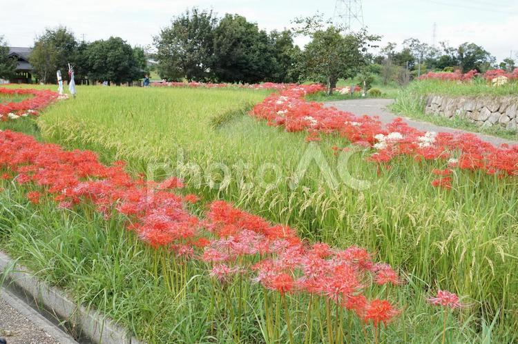 彼岸花　曼珠沙華　棚田 彼岸花,曼珠沙華,棚田の写真素材