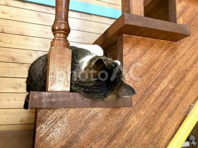 階段の特等席で一休み 猫,ペット,かわいいの写真素材