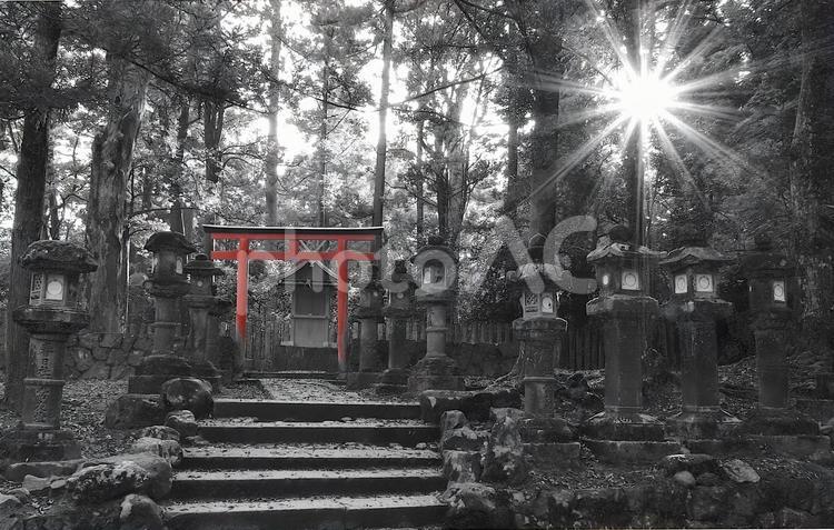 ほとんど白黒・森の神社 白黒,白黒写真,鳥居の写真素材