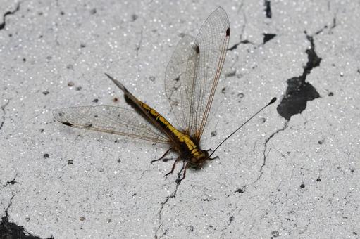 ツノトンボの写真