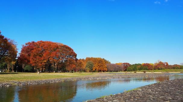 水元公園の紅葉・広場＆池（東京都葛飾区） 秋,水元公園,紅葉の写真素材