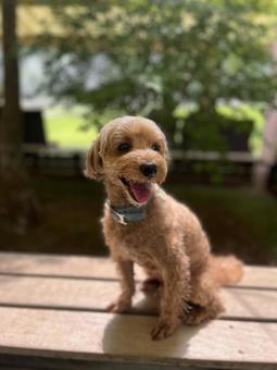 Photo, dog, small dog, tiny, 